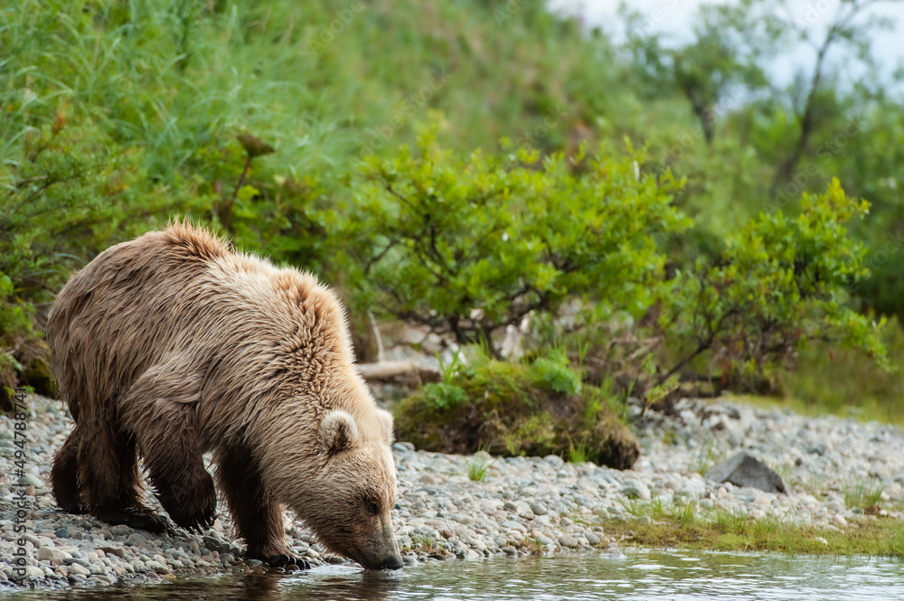 brown bear in the woods