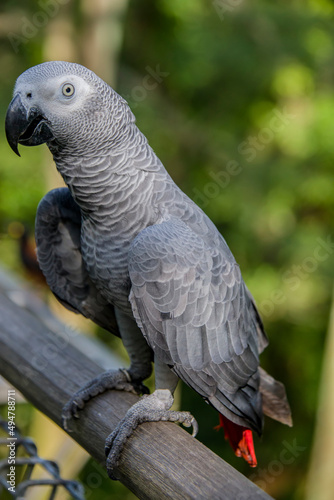 African grey parrot Psittacus erithacus  closeup   The grey parrot is a medium-sized  predominantly grey  black-billed parrot.  It has darker grey over the head and both wings.