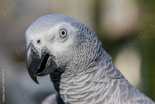 African grey parrot(Psittacus erithacus) closeup  
The grey parrot is a medium-sized, predominantly grey, black-billed parrot. 
It has darker grey over the head and both wings.