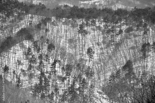 Deciduous trees in winter