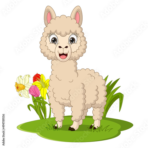 Cute llama cartoon in the grass