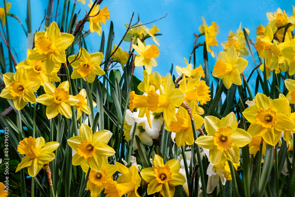 bunch of yellow daffodils blooming on a flower bed