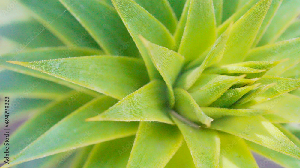 Araucaria conifer, monkey puzzle tree Araucaria conifer, monkey puzzle tree