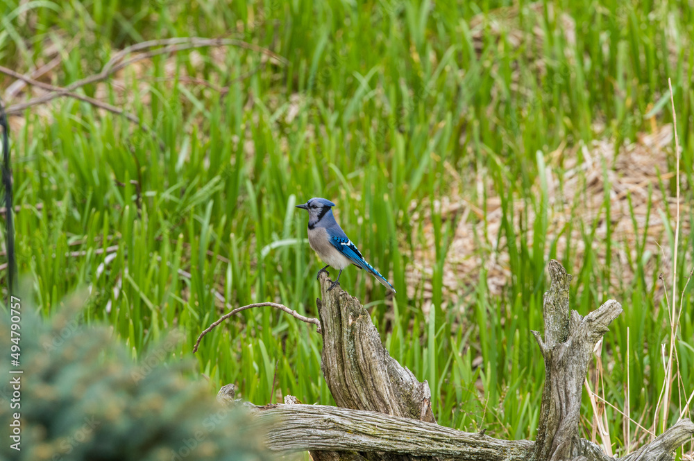 Obraz premium Blue Jay on Driftwood