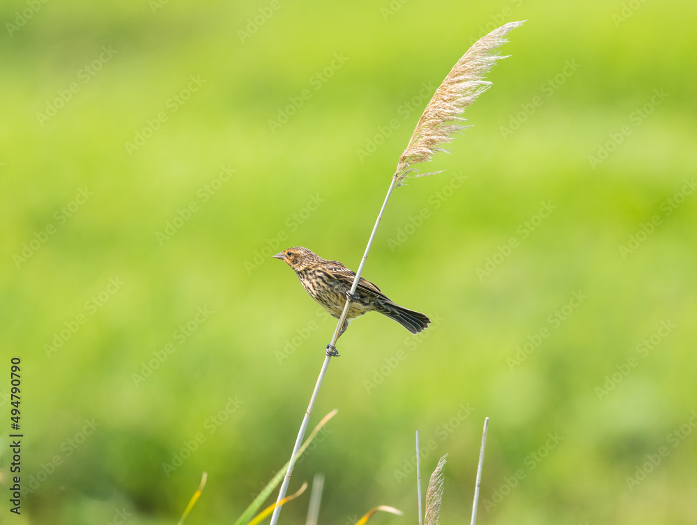 Sparrow in the wind Sparrow in the wind
