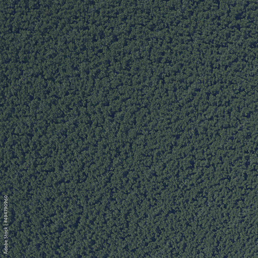 Forest texture, terrain, mountain, trees, nature Forest texture, terrain, mountain, trees, nature