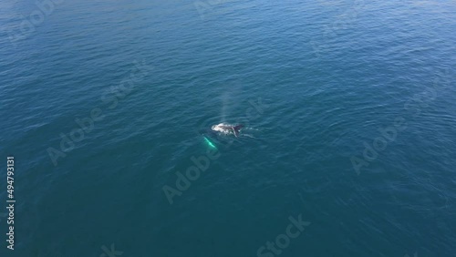Wallpaper Mural Humpback Whales in the Ocean. Aerial View Torontodigital.ca