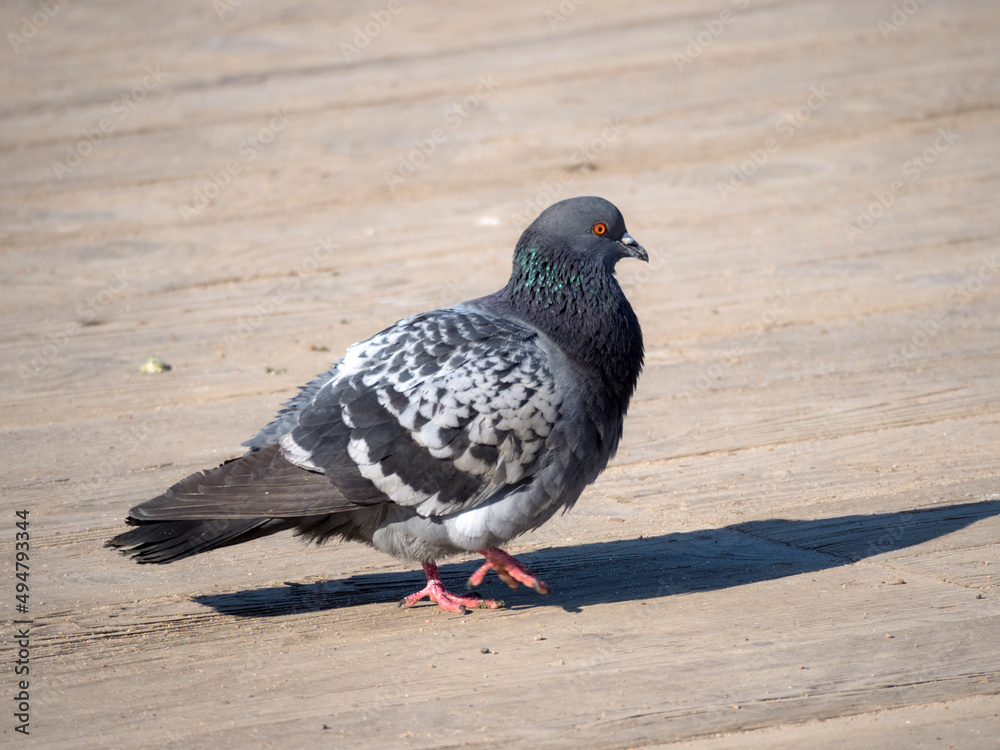 gray dove on a sunny day