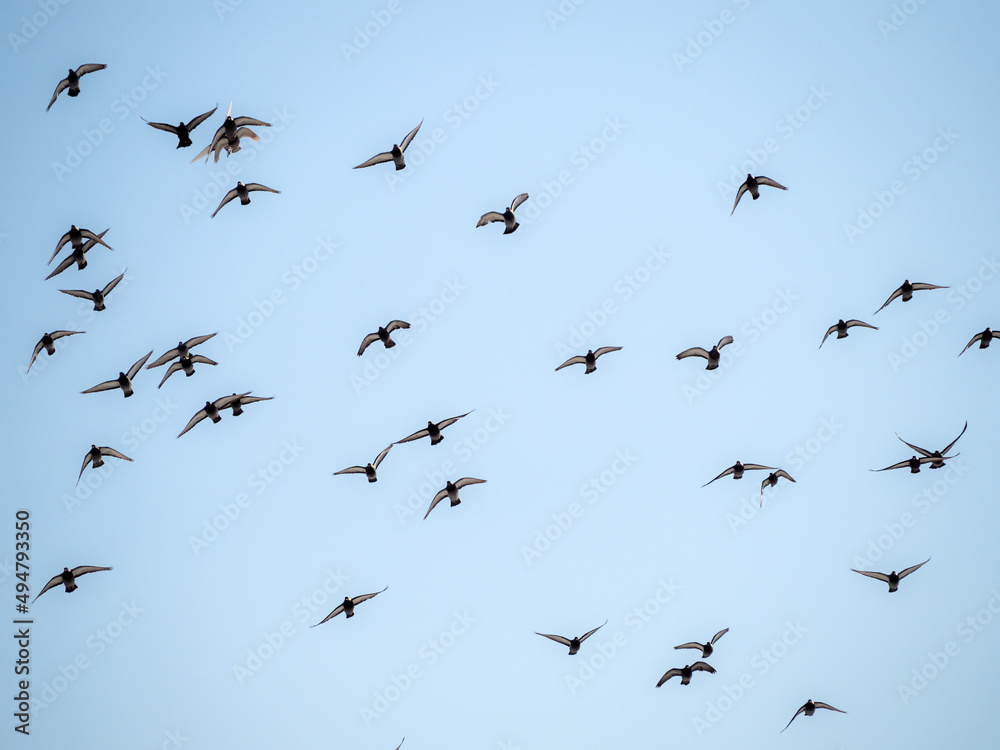 flock of flying pigeons