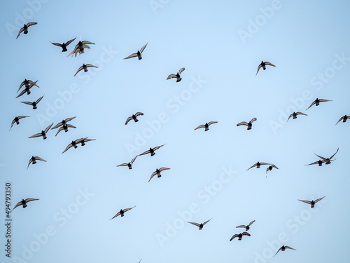 flock of flying pigeons