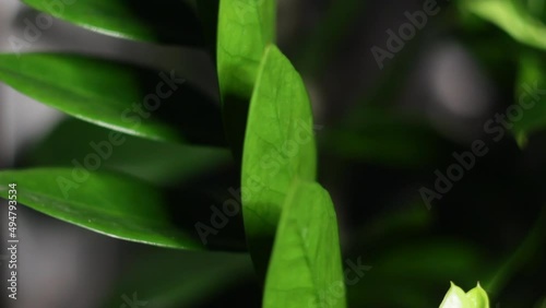 Planta isolada