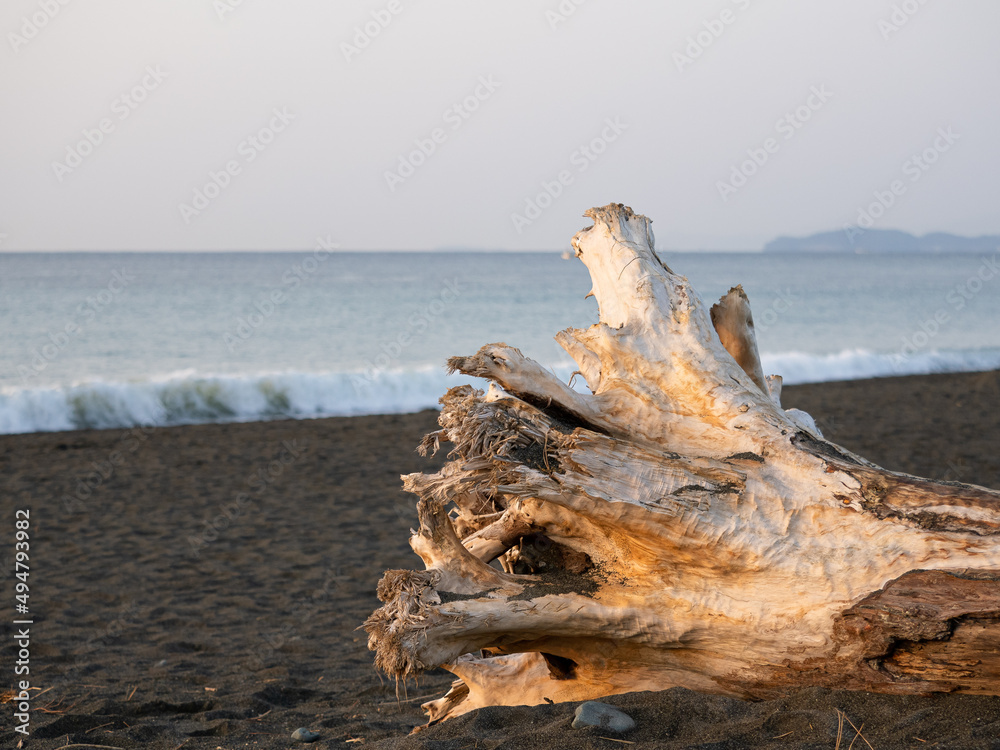 Wooden tree on the sea shore at sunrise