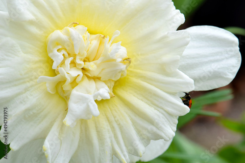 Ladybug Daffodil 01