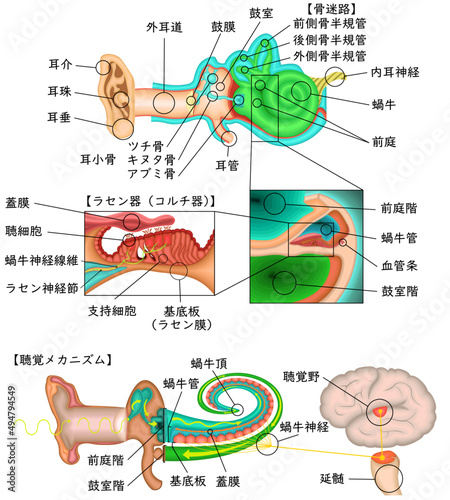 聴覚　イラスト