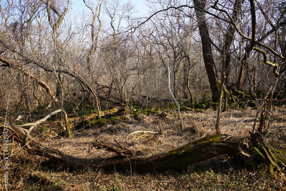 fallen trees and bare trees in deep forest