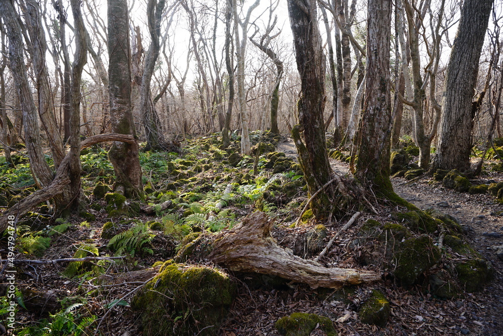 bare trees and fern in winter forest