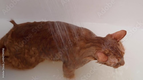 The girl washes with soap, a cute red cat and scatters water drops from the shower. Pet care fluffy red cat, wet meows and tries to escape from the bath.
