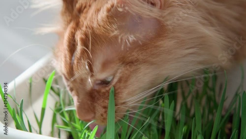 grass, cat, cute, pet, food, eat, cheerful, portrait, Red cat on a spring sunny day eats green grass grown in a flowerpot, vegetarian food green grass sprouts for a red cat vitamins in spring.