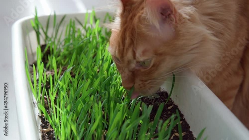 Red cat on a spring sunny day eats green grass grown in a flowerpot, vegetarian food green grass sprouts for a red cat vitamins in spring.