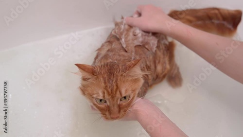 The girl washes with soap, a cute red cat and scatters water drops from the shower. Pet care fluffy red cat, wet meows and tries to escape from the bath.
