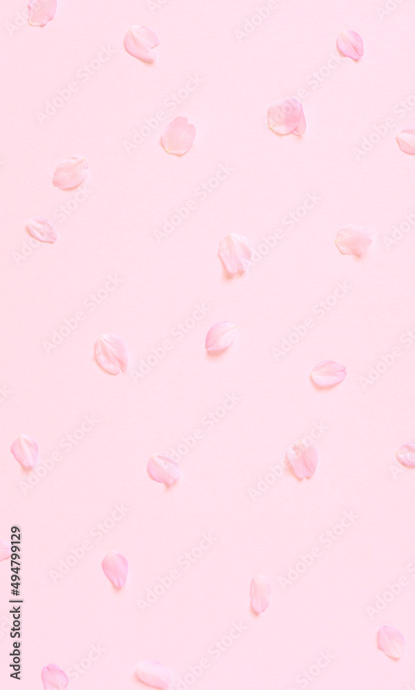 Background material of cherry blossom petals.  桜の花びらの背景素材