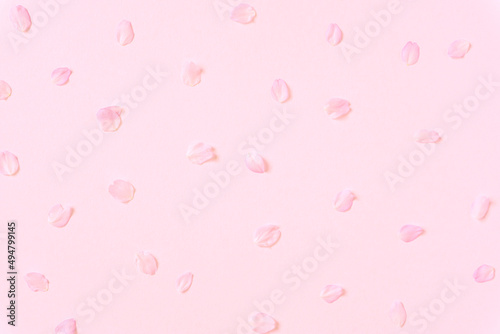 Background material of cherry blossom petals. 桜の花びらの背景素材