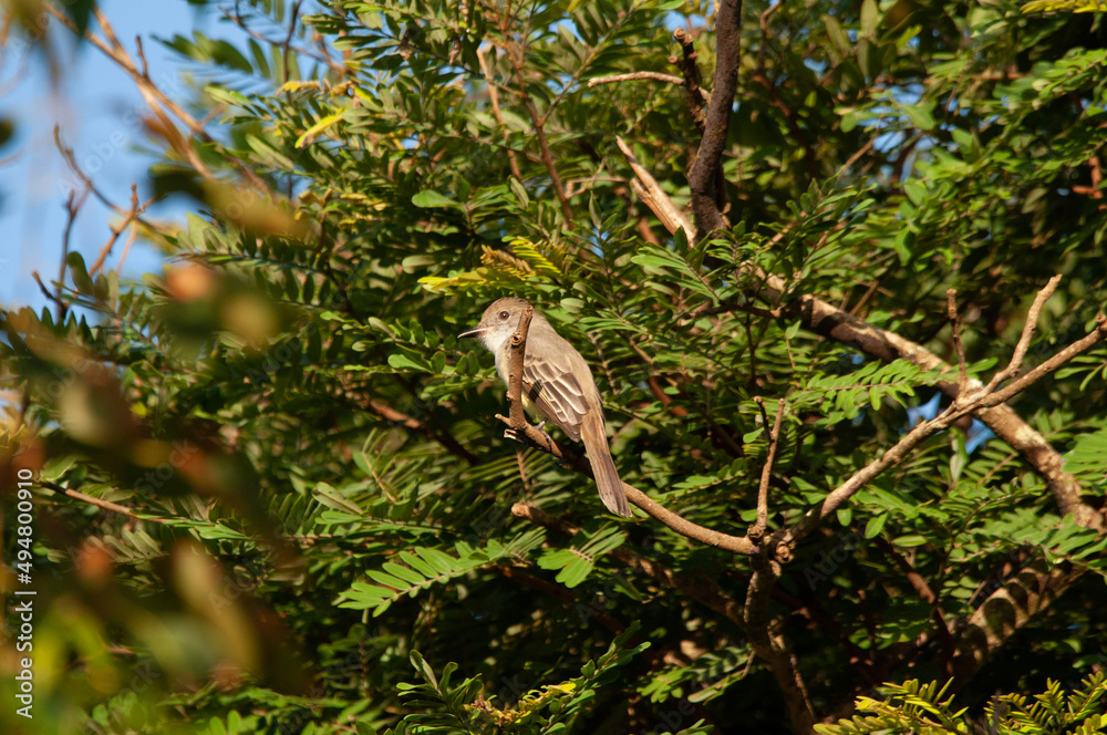 owl sitting on a branch owl sitting on a branch
