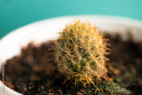 Parodia Erubescens cactus single pot closeup house plant white pot photo