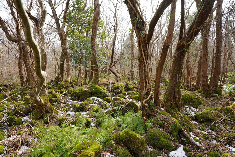 mossy rocks and bare trees in thick wild forest