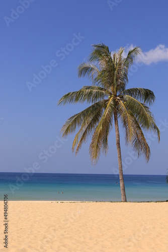 palm tree on the beach © Olga