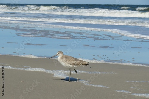 Photography Willet seabird (Tringa semipalmata) on ocean background in Florida beach, closeu