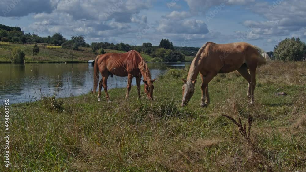Brown horse grazing fresh grass Brown horse grazing fresh grass