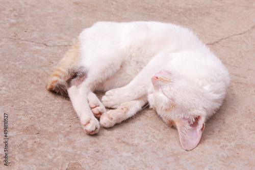 cute white cat sleeping on the floor and sunbathing outside. Top view of striped white cat before sleeping. selective focus © sf_freelancer