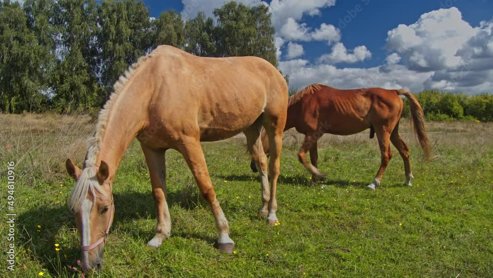 Beautiful horses graze pinching grass Beautiful horses graze pinching grass
