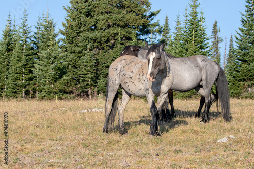 Scarred Blue Roan wild horse mares in the Pryor Mountains Wild Horse Range in Wyoming United States