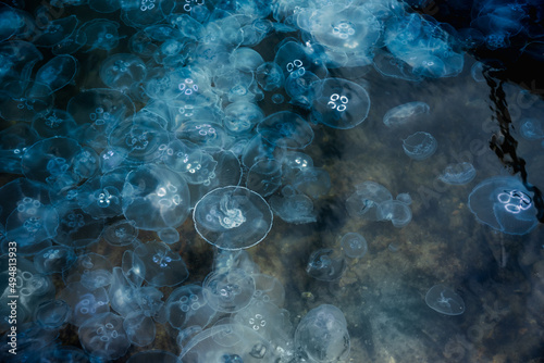 Many small jellyfish Aurelia aurita in Black sea. Crimea
