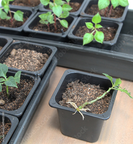 Propagation of plants by cuttings. Balsam Walterra. Roots. Rooting. photo