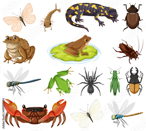 Different types of bugs and animals © blueringmedia