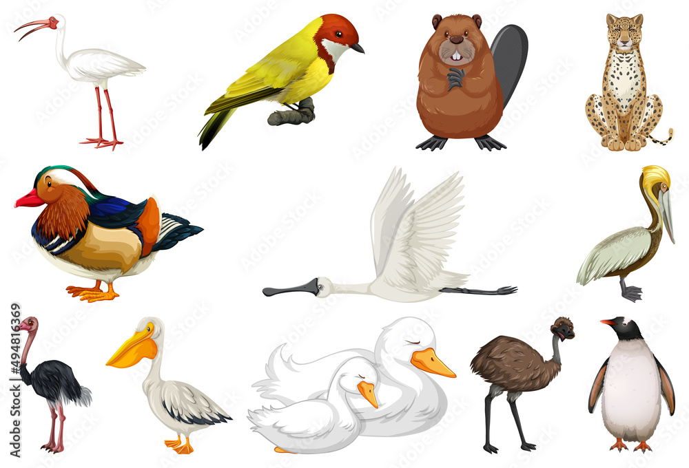 Obraz premium Set of different kinds of animals