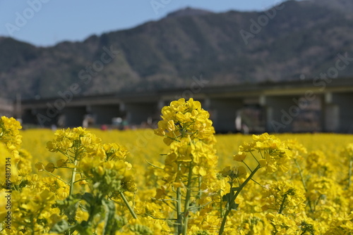 菜の花畑の菜の花のクローズアップ
