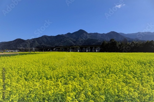 青い空と遠くの山と菜の花畑
