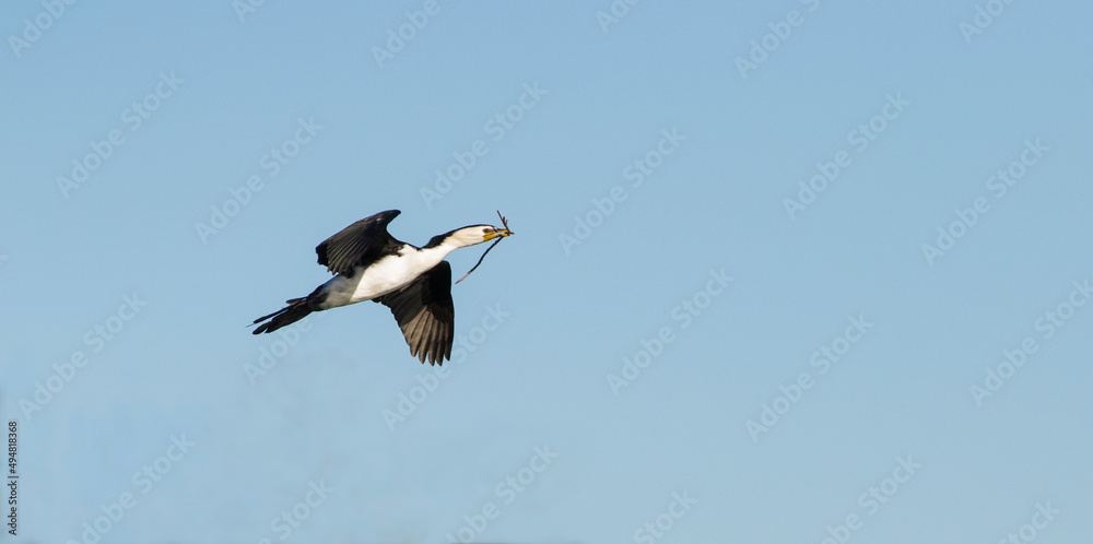 Obraz premium Cormorant flying across a blue sky carrying a twig in its beak