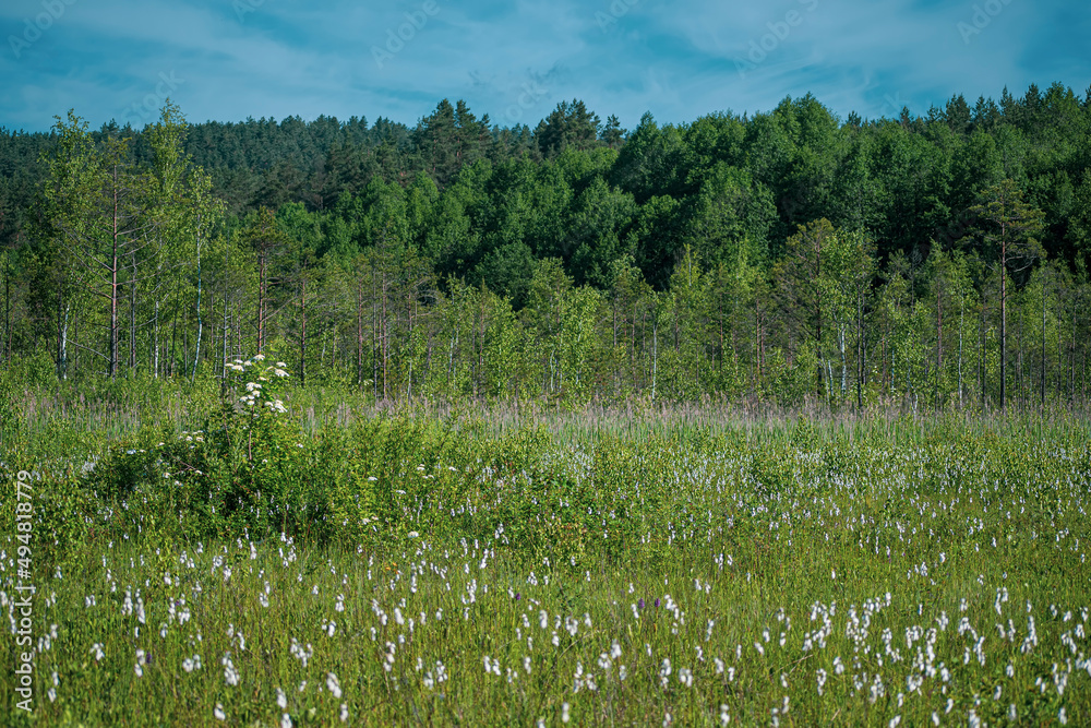 Lithuanian landscape in summer. Green wet marshland, tall coniferous trees in the distance, blue sky and warm sunny day. Selective focus on the details, blurred background.