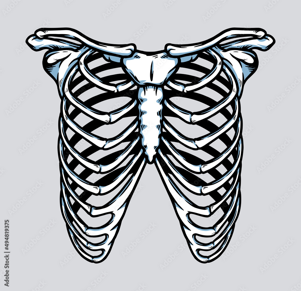 Human skeleton rib cage anatomy illustration Stock Vector Adobe Stock