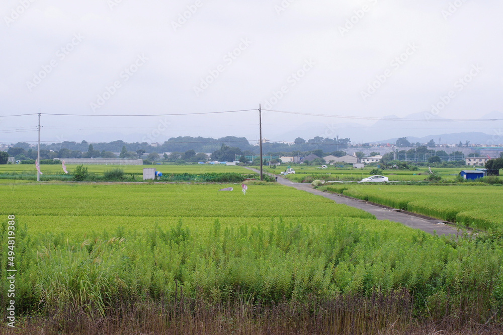 沿線にある水田地域　rice field