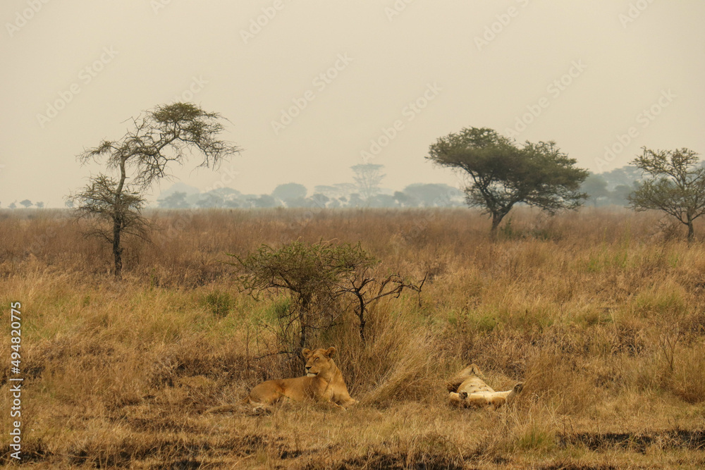 Obraz premium two lioness in the savanna 