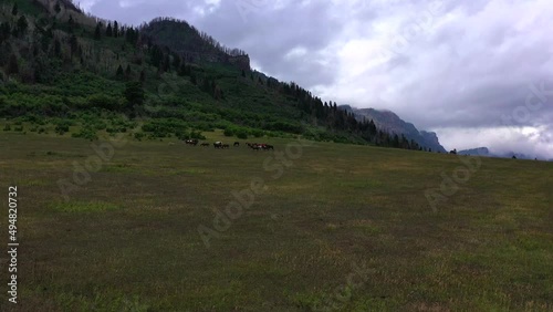 Drone footage flying over wild sunflowers and towards the large group of horses in the distance. Dramatic clouds and beautiful Rocky Mountain scenery in the background.  