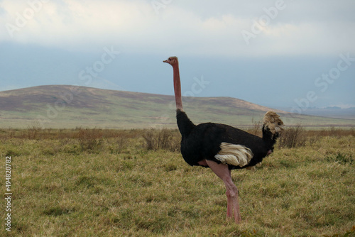 ostrich in the savannah