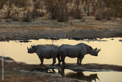 rhinos by the waterhole