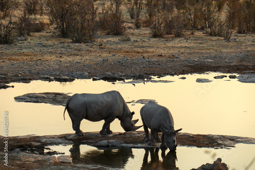 rhinos drinking at sunset